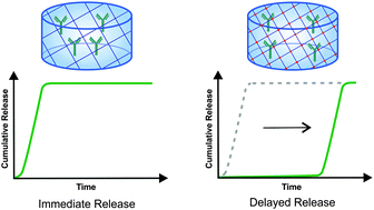 Graphical abstract: Design of hydrogels for delayed antibody release utilizing hydrophobic association and Diels–Alder chemistry in tandem