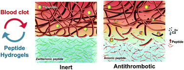 Graphical abstract: The assembly state and charge of amphiphilic β-sheet peptides affect blood clotting