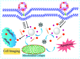 Graphical abstract: A multifunctional core–shell nanoplatform for enhanced cancer cell apoptosis and targeted chemotherapy