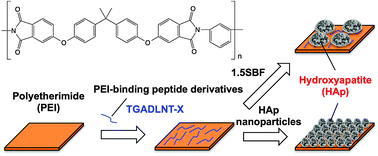 Graphical abstract: Surface functionalization of polymer substrates with hydroxyapatite using polymer-binding peptides