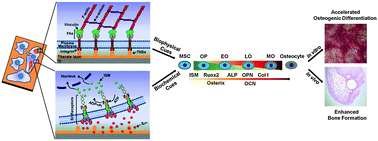 Graphical abstract: Influence of strontium ions incorporated into nanosheet-pore topographical titanium substrates on osteogenic differentiation of mesenchymal stem cells in vitro and on osseointegration in vivo