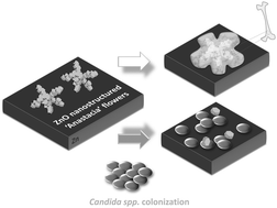 Graphical abstract: In vitro corrosion behaviour and anti-Candida spp. activity of Zn coated with ZnO-nanostructured ‘Anastacia’ flowers