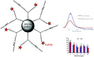 Graphical abstract: Magnetic resonance imaging/fluorescence dual modality protocol using designed phosphonate ligands coupled to superparamagnetic iron oxide nanoparticles