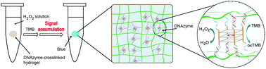 Graphical abstract: A signal-accumulating DNAzyme-crosslinked hydrogel for colorimetric sensing of hydrogen peroxide