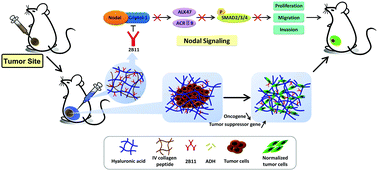 Graphical abstract: Hydrogels bearing bioengineered mimetic embryonic microenvironments for tumor reversion