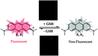 Graphical abstract: UV-assisted synthesis of long-wavelength Si-pyronine fluorescent dyes for real-time and dynamic imaging of glutathione fluctuation in living cells