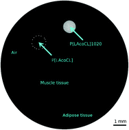 Graphical abstract: Biodegradable fiducial markers for X-ray imaging – soft tissue integration and biocompatibility