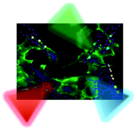 Graphical abstract: Conjugated polymers for the optical control of the electrical activity of living cells