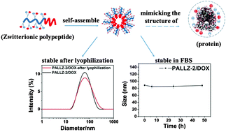 Graphical abstract: Development of polypeptide-based zwitterionic amphiphilic micelles for nanodrug delivery