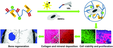 Graphical abstract: Photocrosslinkable chitosan hydrogels functionalized with the RGD peptide and phosphoserine to enhance osteogenesis