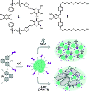 Graphical abstract: Agglutination of bacteria using polyvalent nanoparticles of aggregation-induced emissive thiophthalonitrile dyes