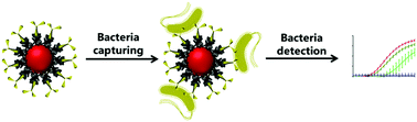 Graphical abstract: Theranostic body fluid cleansing: rationally designed magnetic particles enable capturing and detection of bacterial pathogens