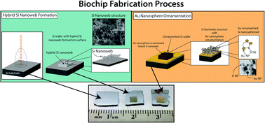 Graphical abstract: Hybridized enhancement of the SERS detection of chemical and bio-marker molecules through Au nanosphere ornamentation of hybrid amorphous/crystalline Si nanoweb nanostructure biochip devices