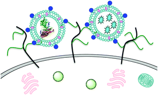 Graphical abstract: Delivery of an active lysosomal enzyme using GNeosomes