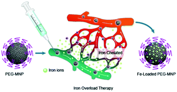 Graphical abstract: Melanin nanoparticles as an endogenous agent for efficient iron overload therapy