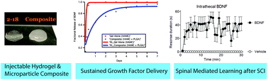 Graphical abstract: Localized and sustained release of brain-derived neurotrophic factor from injectable hydrogel/microparticle composites fosters spinal learning after spinal cord injury