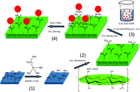 Graphical abstract: Control of particle uptake kinetics from particulate mesoporous silica films by cells through covalent linking of particles to the substrate – towards sequential drug delivery for tissue engineering applications