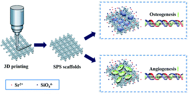 Graphical abstract: 3D plotting of highly uniform Sr5(PO4)2SiO4 bioceramic scaffolds for bone tissue engineering