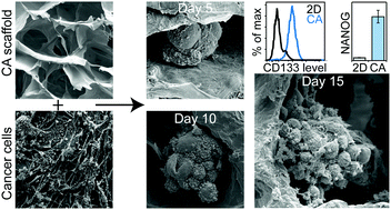 Graphical abstract: 3D porous chitosan–alginate scaffolds promote proliferation and enrichment of cancer stem-like cells