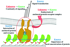 Graphical abstract: Advantages of anchoring growth factors to materials for neural stem/progenitor cell proliferation