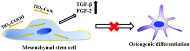 Graphical abstract: Influence of titanium dioxide nanorods with different surface chemistry on the differentiation of rat bone marrow mesenchymal stem cells