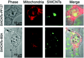 Graphical abstract: Dispersed single wall carbon nanotubes do not impact mitochondria structure or function, but technical issues during analysis could yield incorrect results