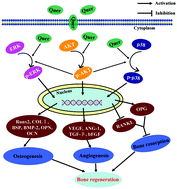 Graphical abstract: The effect of quercetin delivery system on osteogenesis and angiogenesis under osteoporotic conditions