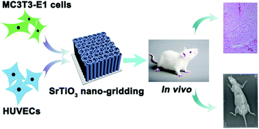 Graphical abstract: Osteogenic activity and angiogenesis of a SrTiO3 nano-gridding structure on titanium surface