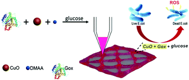Graphical abstract: Oxygen-tuned nanozyme polymerization for the preparation of hydrogels with printable and antibacterial properties