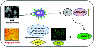 Graphical abstract: Investigation of the role of nitric oxide driven angiogenesis by zinc oxide nanoflowers