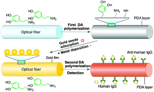 Graphical abstract: Bioinspired fabrication of optical fiber SPR sensors for immunoassays using polydopamine-accelerated electroless plating