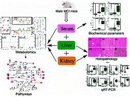 Graphical abstract: Protection of baicalin against lipopolysaccharide induced liver and kidney injuries based on 1H NMR metabolomic profiling