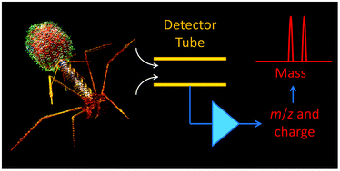 Graphical abstract: Charge detection mass spectrometry: weighing heavier things