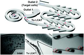 Graphical abstract: A high throughput microfluidic platform for size-selective enrichment of cell populations in tissue and blood samples