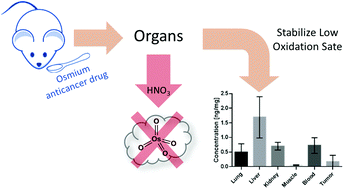 Graphical abstract: Post-digestion stabilization of osmium enables quantification by ICP-MS in cell culture and tissue