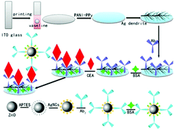 Graphical abstract: Electrochemiluminescence behavior of AgNCs and its application in immunosensors based on PANI/PPy-Ag dendrite-modified electrode