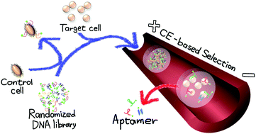 Graphical abstract: A single-round selection of selective DNA aptamers for mammalian cells by polymer-enhanced capillary transient isotachophoresis
