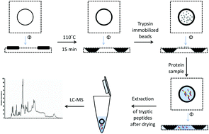 Graphical abstract: Instant on-paper protein digestion during blood spot sampling