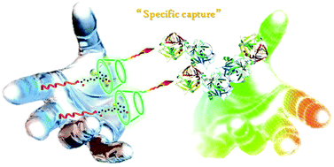 Graphical abstract: Anchoring β-cyclodextrin modified lysine to polymer monolith with biotin: specific capture of plasminogen