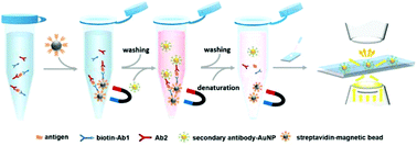 Graphical abstract: A universal and enzyme-free immunoassay platform for biomarker detection based on gold nanoparticle enumeration with a dark-field microscope