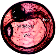 Graphical abstract: Non-staining visualization of embryogenesis and energy metabolism in medaka fish eggs using near-infrared spectroscopy and imaging