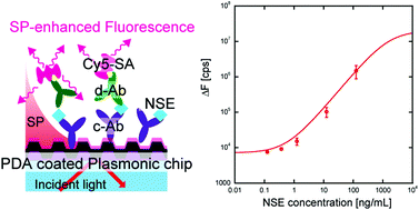 Graphical abstract: Rapid and sensitive detection of neuron specific enolase with a polydopamine coated plasmonic chip utilizing a rear-side coupling method