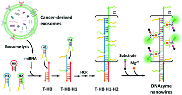 Graphical abstract: Enzyme-free quantification of exosomal microRNA by the target-triggered assembly of the polymer DNAzyme nanostructure