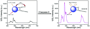 Graphical abstract: An upconversion nanoparticle-based fluorescence resonance energy transfer system for effectively sensing caspase-3 activity