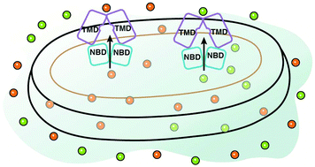 Graphical abstract: Single gold nanoparticle plasmonic spectroscopy for study of chemical-dependent efflux function of single ABC transporters of single live Bacillus subtilis cells