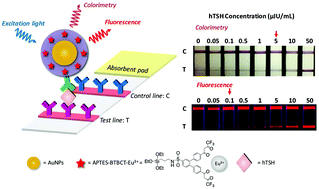 Graphical abstract: Gold nanoparticle core–europium(iii) chelate fluorophore-doped silica shell hybrid nanocomposites for the lateral flow immunoassay of human thyroid stimulating hormone with a dual signal readout