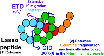 Graphical abstract: General rules of fragmentation evidencing lasso structures in CID and ETD