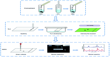 Graphical abstract: Rapid detection of Pericarpium papaveris in hot pot condiments using thin-layer chromatography and surface enhanced Raman spectroscopy combined with a support vector machine