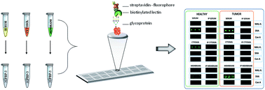 Graphical abstract: Analysis of changes in the glycan composition of serum, cytosol and membrane glycoprotein biomarkers of colorectal cancer using a lectin-based protein microarray