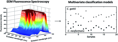 Graphical abstract: Comparison of multivariate classification algorithms using EEM fluorescence data to distinguish Cryptococcus neoformans and Cryptococcus gattii pathogenic fungi